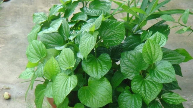 bai-viet/ngam-chan-bang-la-lot-thuong-xuyen-co-tot-khong.html