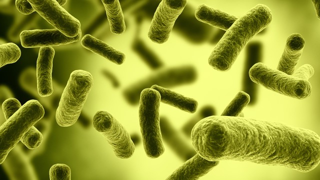 bai-viet/ngo-doc-e-coli-khi-su-dung-thuc-pham-co-trieu-chung-ra-sao-cach-phong-ngua-56847.html