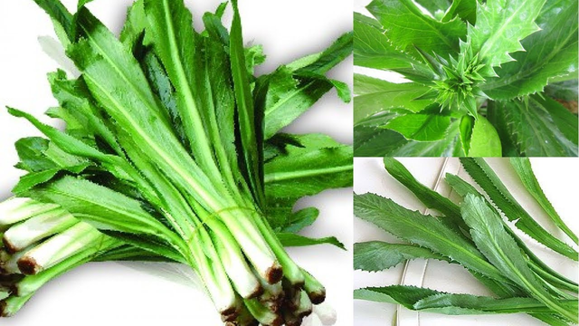 bai-viet/ngo-gai-tri-soi-than-bai-thuoc-thien-nhien-tri-benh-tuyet-voi.html