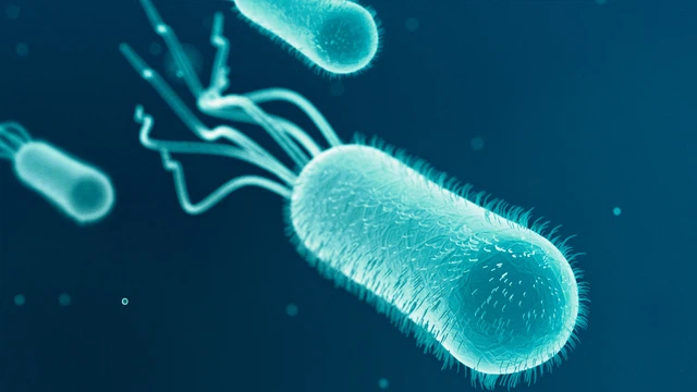 benh/nhiem-escherichia-coli-196.html