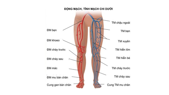 bai-viet/nhung-dieu-can-biet-ve-giai-phau-mach-mau-chi-duoi.html