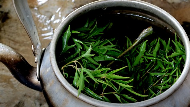 bai-viet/uong-nuoc-la-dinh-lang-hang-ngay-co-tot-khong-70266.html