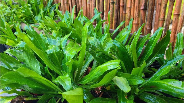 bai-viet/nuoc-ngo-gai-co-tac-dung-gi-doi-voi-suc-khoe.html