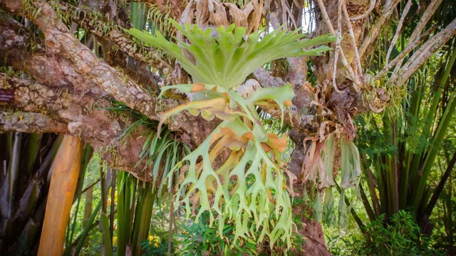bai-viet/cay-o-rong-kham-pha-cong-dung-va-loi-ich-suc-khoe-it-nguoi-biet.html