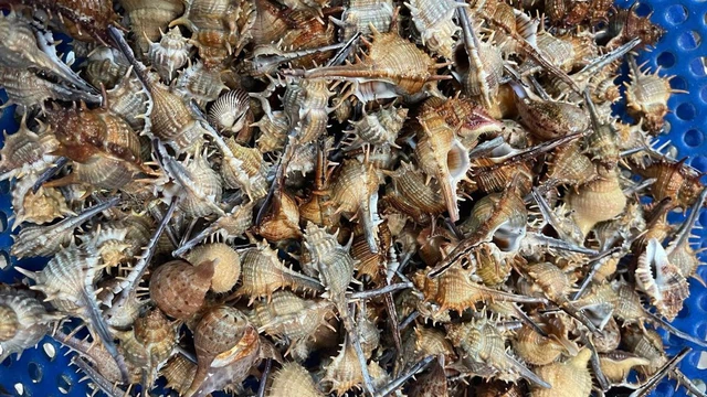 bai-viet/oc-gai-mon-hai-san-doc-dao-voi-gia-tri-dinh-duong-bat-ngo.html