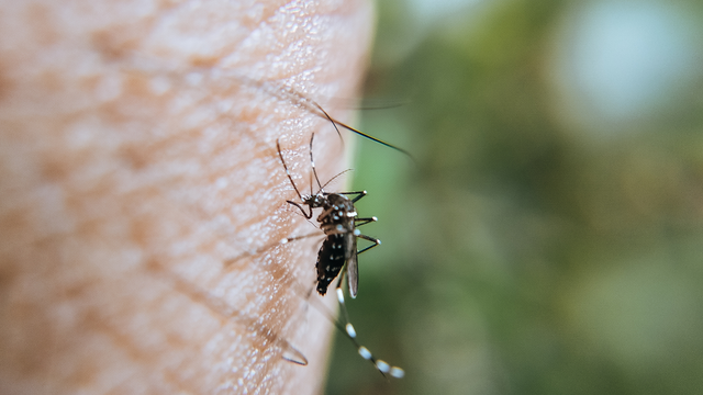 bai-viet/phan-biet-dau-hieu-mac-chikungunya-voi-sot-xuat-huyet.html