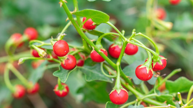 bai-viet/qua-ca-gai-leo-co-an-duoc-khong-va-nhung-dieu-ban-can-biet.html