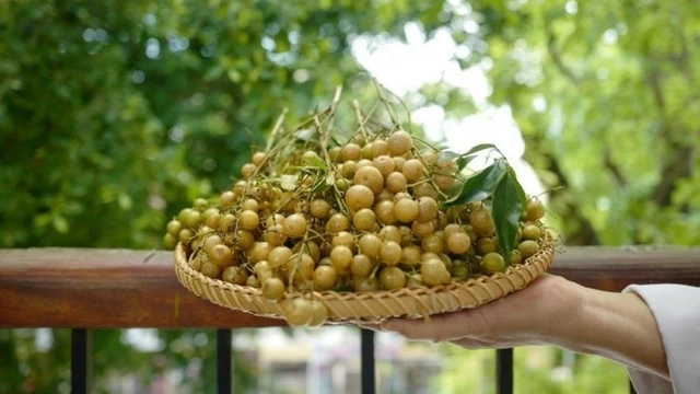 bai-viet/qua-moc-mat-dac-san-nui-rung-va-vi-thuoc-quy-cho-suc-khoe.html