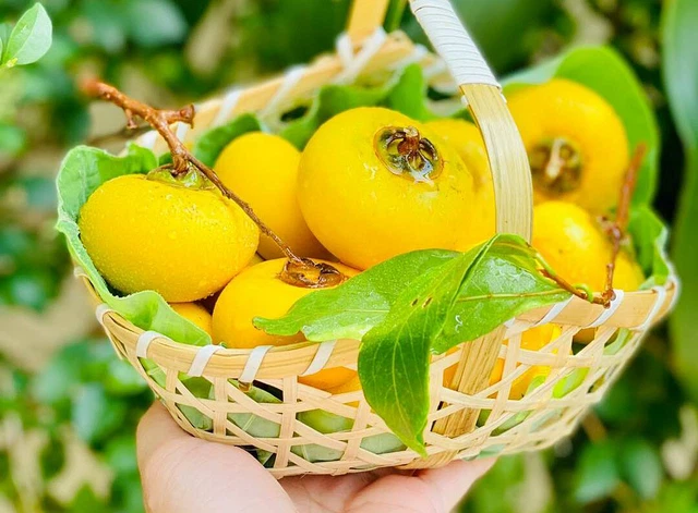 bai-viet/qua-thi-co-an-duoc-khong-mot-so-tac-dung-cua-qua-thi-doi-voi-suc-khoe.html