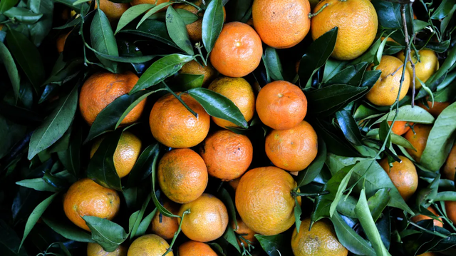 bai-viet/quyt-co-nhieu-vitamin-c-khong-nhung-loi-ich-qua-quyt-mang-lai-cho-co-the.html