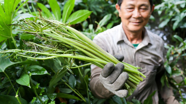 bai-viet/rau-mop-mon-rau-rung-voi-tac-dung-tuyet-voi-duoc-nhieu-nguoi-san-don.html