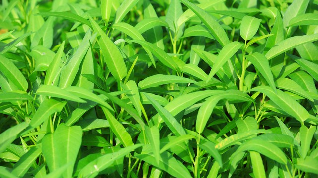 bai-viet/loi-ich-cua-rau-muong-nuoc-nhung-ai-nen-va-khong-nen-an-rau-muong-nuoc.html