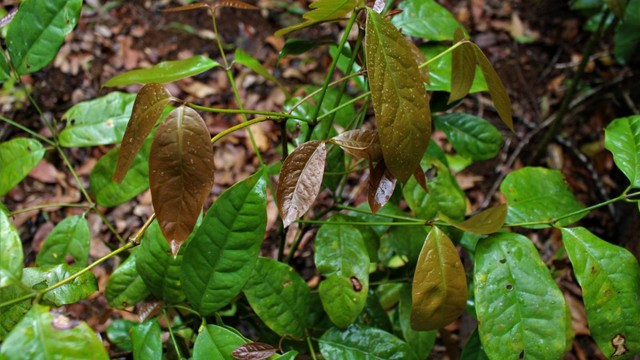 bai-viet/tac-dung-y-hoc-va-loi-ich-dinh-duong-cua-rau-nhip.html