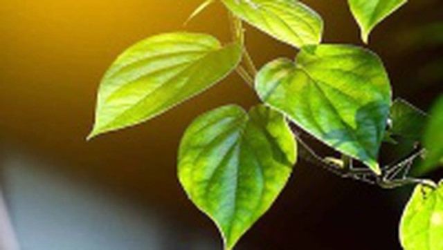 bai-viet/cach-tri-huyet-trang-bang-la-trau-don-gian-tai-nha.html