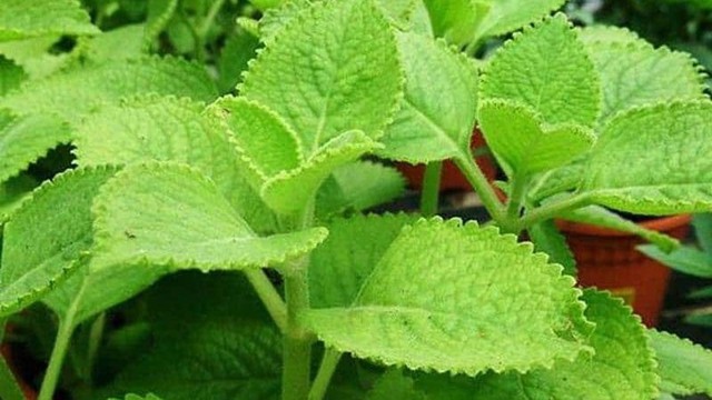 bai-viet/dau-hung-chanh-co-tac-dung-gi-mot-so-luu-y-khi-su-dung.html