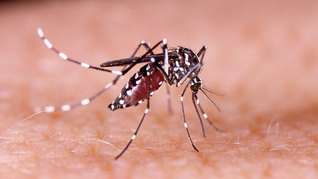 bai-viet/tac-hai-cua-virus-zika-doi-voi-co-the-la-gi-bieu-hien-nhiem-virus-zika-68373.html