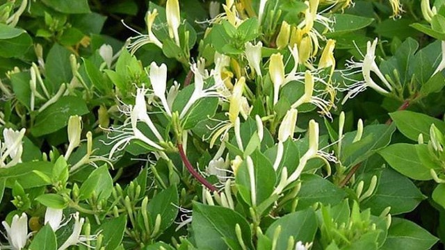 bai-viet/tam-la-kim-ngan-co-tac-dung-gi-cach-su-dung-hieu-qua.html
