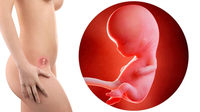Thai IVF 10 tuần phát triển thế nào? Có nguy cơ gì cần theo dõi?