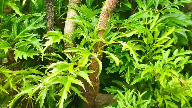 bai-viet/than-cay-dinh-lang-nau-nuoc-uong-duoc-khong.html