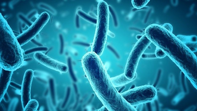 bai-viet/thong-tin-chi-tiet-ve-vi-khuan-bacillus-cereus.html