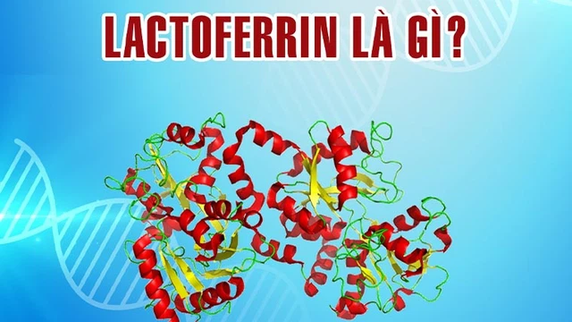 bai-viet/tim-hieu-lactoferrin-la-gi-vai-tro-cua-lactoferrin-doi-voi-he-thong-mien-dich.html