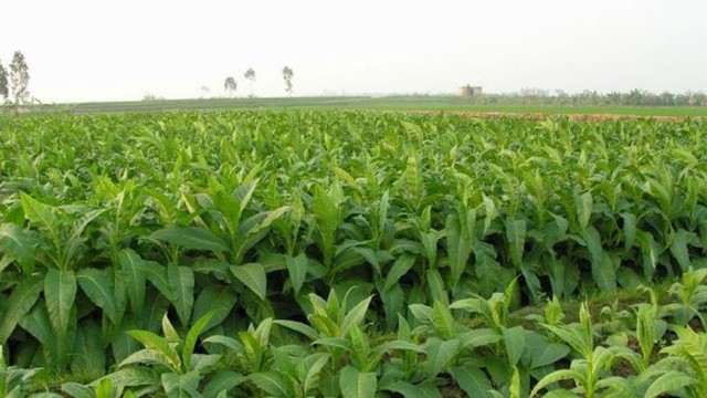 bai-viet/tim-hieu-ve-cay-thuoc-lao-nhung-tac-dung-va-tac-hai-69177.html