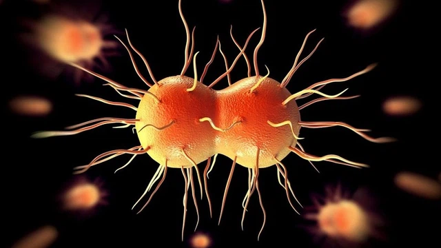 bai-viet/vi-khuan-neisseria-gonorrhoeae-tim-hieu-ve-dac-diem-va-con-duong-lay-truyen.html