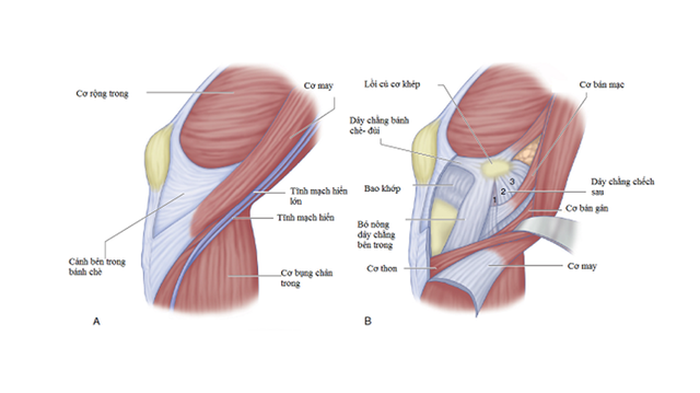 bai-viet/tim-hieu-ve-gan-chan-ngong-la-gi-70234.html