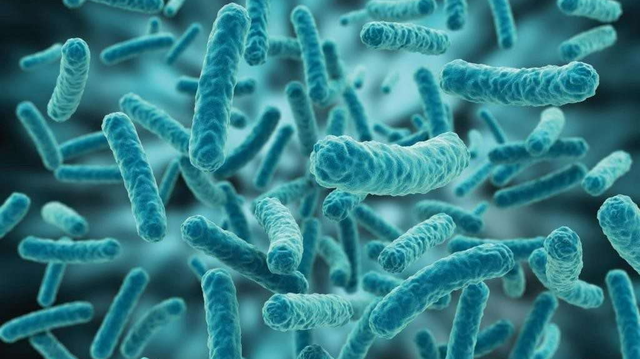 bai-viet/tim-hieu-ve-lactobacillus-va-loi-ich-ma-chung-dem-lai.html