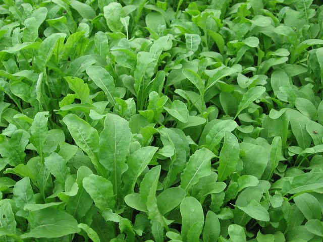 bai-viet/tong-hop-thuc-an-cho-nguoi-cao-huyet-ap-39550.html