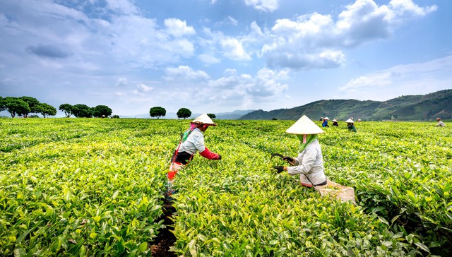 bai-viet/tra-huu-co-va-nhung-loi-ich-tuyet-voi-doi-voi-suc-khoe.html
