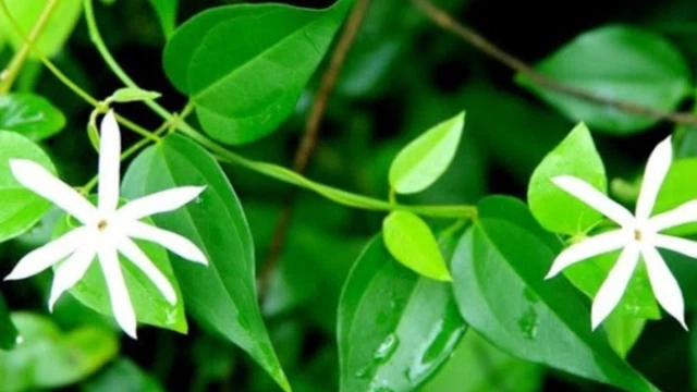 bai-viet/uong-cao-che-vang-bao-lau-thi-sua-ve-cach-uong-che-vang-loi-sua-dung-cach.html