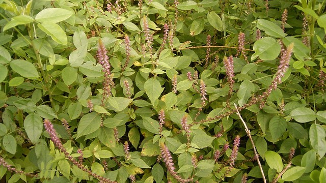 bai-viet/uong-nuoc-cay-co-xuoc-co-tac-dung-gi.html