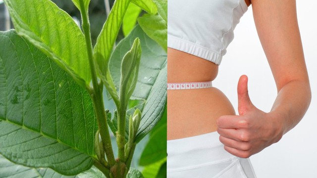 bai-viet/uong-nuoc-la-oi-giam-can-co-thuc-su-hieu-qua-50617.html