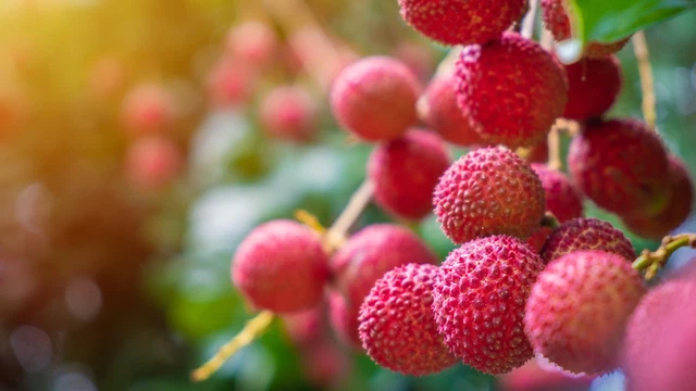 bai-viet/vai-thieu-ngot-ngao-va-giau-gia-tri-dinh-duong.html