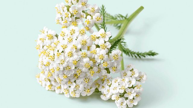 bai-viet/van-diep-la-gi-nhung-cong-dung-cua-van-diep-doi-voi-suc-khoe.html