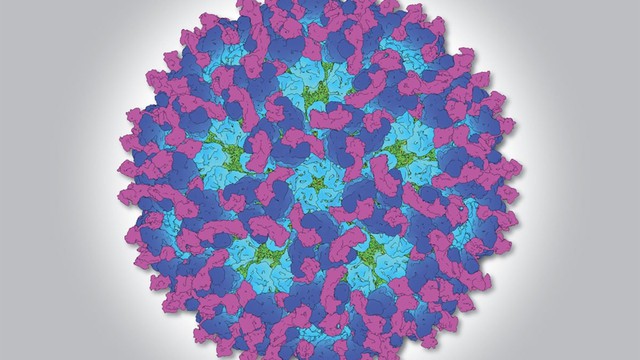 bai-viet/virus-o-nyong-nyong-la-gi-dac-diem-cau-tao-cua-virus-o-nyong-nyong.html
