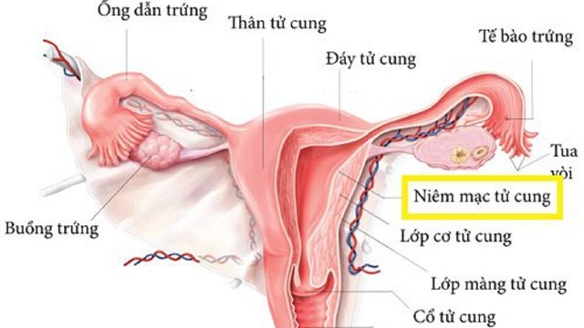 bai-viet/vo-sinh-do-khong-co-tu-cung-la-gi-co-dieu-tri-duoc-vo-sinh-do-khong-co-tu-cung-khong.html