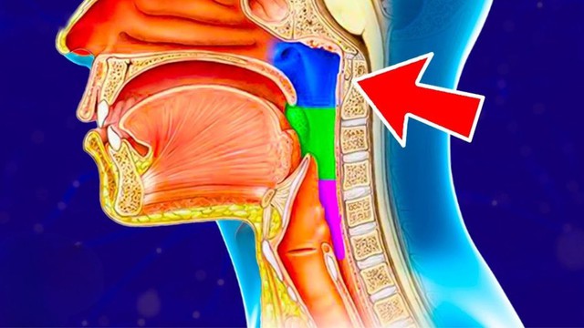 bai-viet/vom-hong-la-gi-cau-tao-chuc-nang-va-nhung-benh-ly-thuong-gap.html