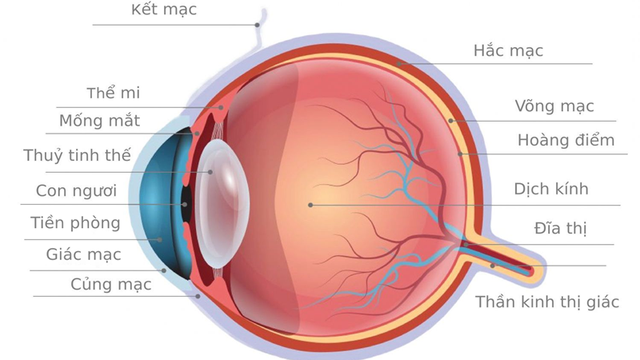 bai-viet/vong-mac-la-gi-cac-benh-ly-ve-vong-mac.html