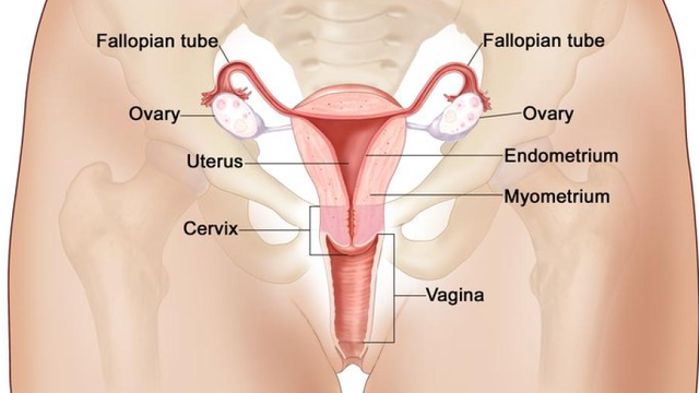bai-viet/womb-la-gi-dac-diem-cau-tao-va-chuc-nang-cua-womb.html