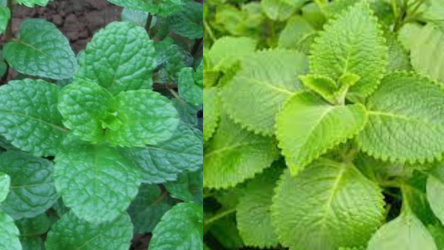 bai-viet/hung-chanh-va-bac-ha-dac-diem-cong-dung-va-cach-phan-biet.html