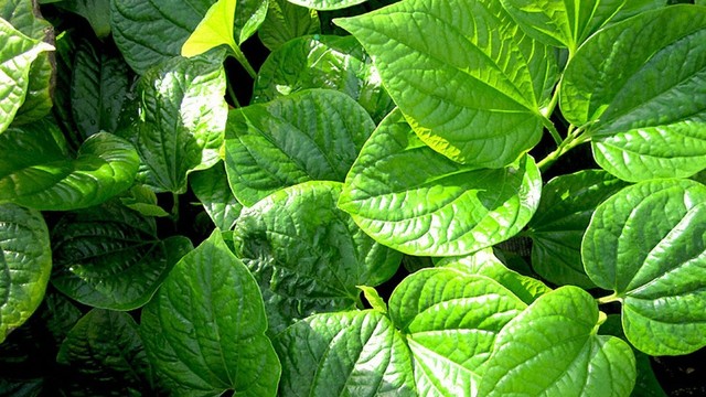 bai-viet/huong-dan-cach-chua-tran-dich-khop-goi-bang-la-lot-hieu-qua-nhanh.html