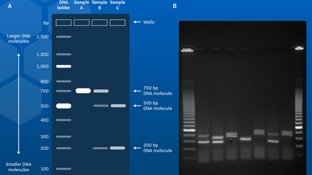 bai-viet/huong-dan-cach-doc-ket-qua-dien-di-dna.html