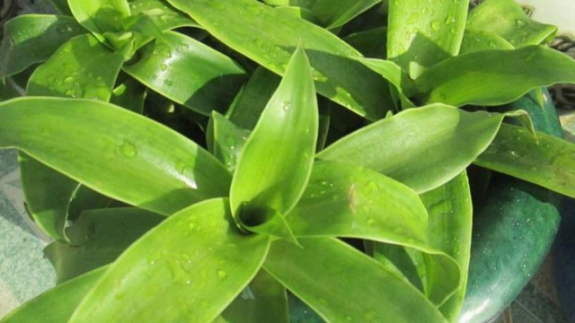 bai-viet/huong-dan-dieu-tri-benh-vay-nen-toan-than-hieu-qua-33440.html