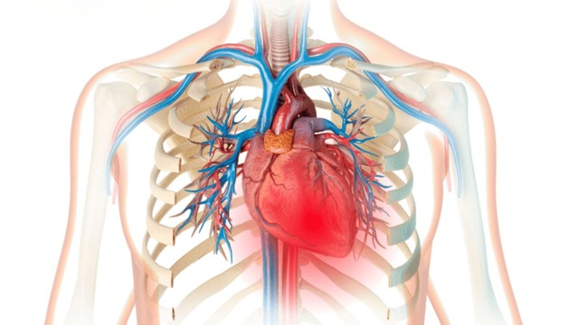 bai-viet/huyet-ap-tinh-mach-yeu-to-quan-trong-trong-quan-ly-benh-ly-tim-mach.html