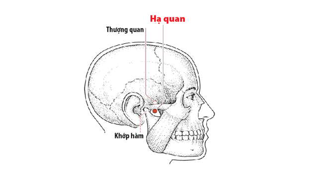 bai-viet/huyet-ha-quan-cung-nhung-cong-dung-tri-benh-66380.html