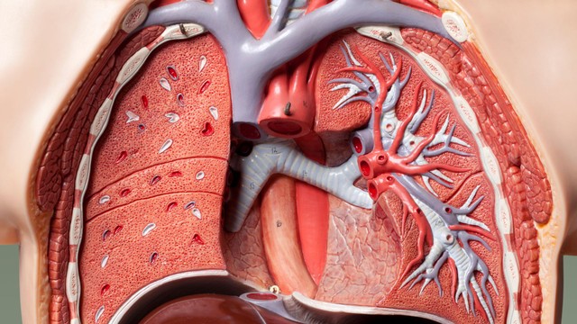 bai-viet/huyet-khoi-va-thuyen-tac-phoi-nguy-hiem-tiem-an-va-cach-nhan-biet-som.html