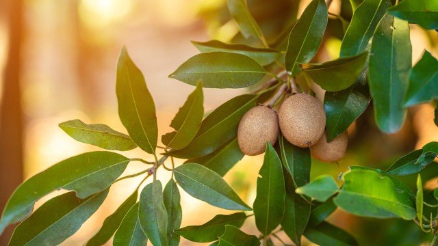 bai-viet/ke-ten-cac-loai-trai-cay-theo-mua-o-viet-nam.html