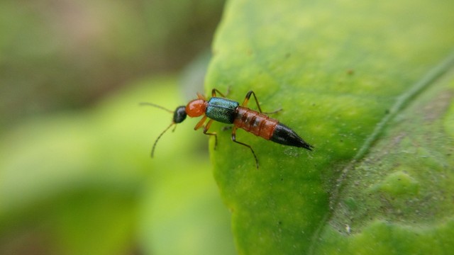 bai-viet/kien-ba-khoang-dac-diem-nhan-biet-cach-xu-ly-khi-bi-can-va-cach-phong-tranh-toi-uu.html